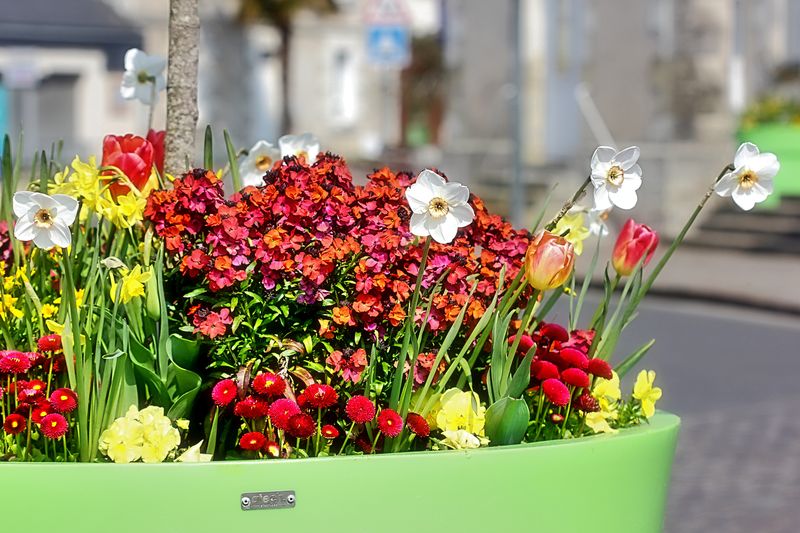 printemps veigné